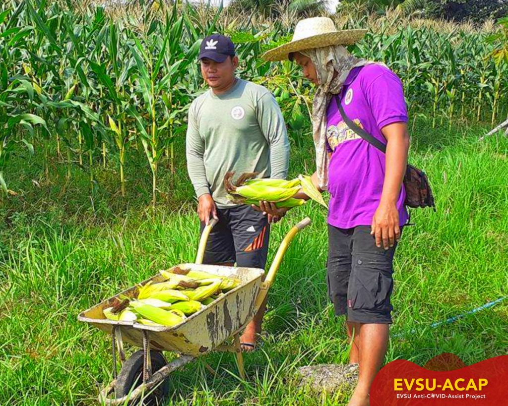 Burauen Campus harvests local produce as COVID response