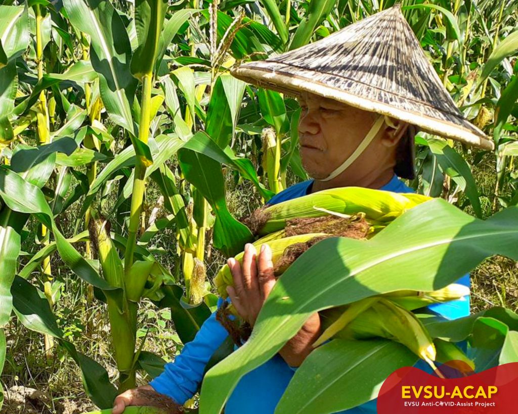 Burauen Campus harvests local produce as COVID response