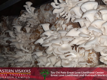 Environmental Impact