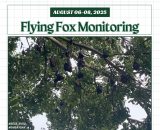 Flying fox population count & habitat monitoring through the collaboration of DENR and EVSU strengthens conservation efforts in Biliran