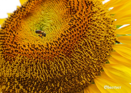 SDG 11: Sustainable Cities and Communities