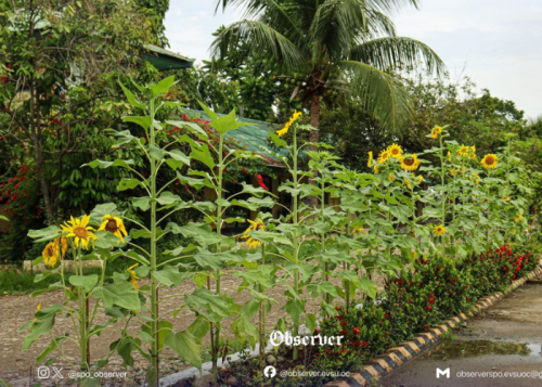 SDG 11: Sustainable Cities and Communities