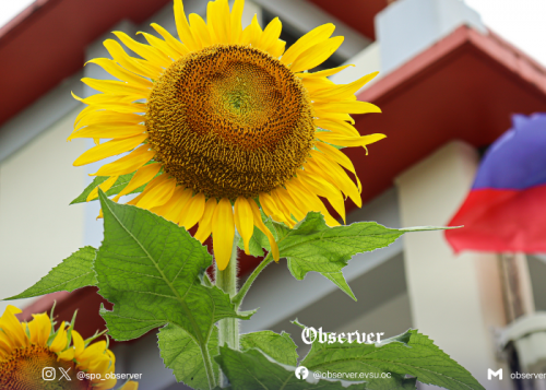 SDG 11: Sustainable Cities and Communities