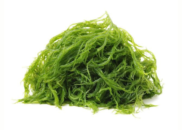 SDG 14: Life Below Water