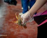 EVSU Marks 119th Anniversary with PUNLA-NURCA Launch and City Clean-Up Walk