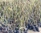 EVSU employees champion coastal conservation in Palo